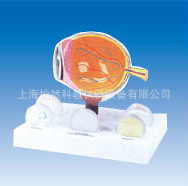 醫藥教學器材-青光眼解剖模型病理模型-醫藥教學器材盡在阿里巴巴-上海怡然科教儀器.