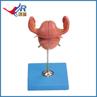 醫藥教學器材批量生產 子宮解剖模型HR/A15109，性價比與品質兼備